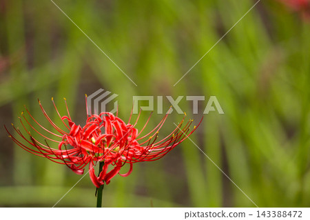 色彩繽紛的紅蜘蛛百合，給你秋天的感覺 143388472