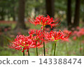 Colorful spider lilies bring a hint of autumn 143388474