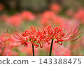 Colorful spider lilies bring a hint of autumn 143388475