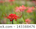 Colorful spider lilies bring a hint of autumn 143388476