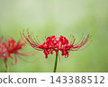 Colorful spider lilies bring a hint of autumn 143388512