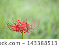 Colorful spider lilies bring a hint of autumn 143388513