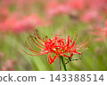Colorful spider lilies bring a hint of autumn 143388514