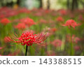 Colorful spider lilies bring a hint of autumn 143388515
