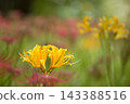 Colorful spider lilies bring a hint of autumn 143388516