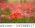 Colorful spider lilies bring a hint of autumn 143388517