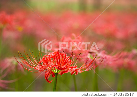 色彩繽紛的紅蜘蛛百合，給你秋天的感覺 143388517