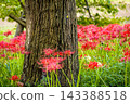 Colorful spider lilies bring a hint of autumn 143388518