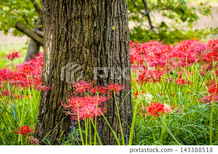 色彩繽紛的紅蜘蛛百合，給你秋天的感覺 143388518