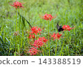Colorful spider lilies bring a hint of autumn 143388519