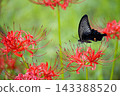 Colorful spider lilies bring a hint of autumn 143388520