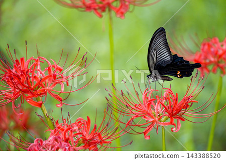 色彩繽紛的紅蜘蛛百合，給你秋天的感覺 143388520