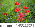 Colorful spider lilies bring a hint of autumn 143388521