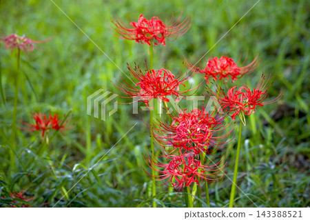 色彩繽紛的紅蜘蛛百合，給你秋天的感覺 143388521