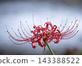 Colorful spider lilies bring a hint of autumn 143388522