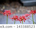 Colorful spider lilies bring a hint of autumn 143388523