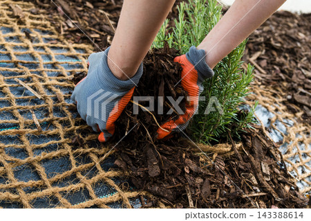 In this serene garden scene, a gardener gently spreads mulch around a fresh rosemary plant using their gloved hands. In this serene garden scene, a gardener gently spreads mulch around a fresh rosemary plant using their gloved hands. 143388614