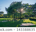 A lush green park with benches, bathed in dappled sunlight filtering through the trees. 143388635