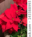Poinsettia 143388993