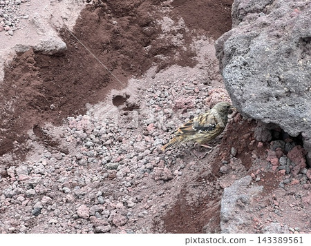 富士山的野生鳥類 ☆mar_lapin 富士山的野生鳥類 ☆mar_lapin 143389561