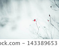 single red berry on a thin dry branch in snowy winter landscape with soft blurred white background, loneliness resilience and purity concept of nature conservation wellness, seasonal advertising 143389653
