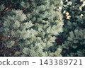 spruce tree branches with green needles in winter season, natural coniferous evergreen background in forest environment, Christmas, ecology, seasonal holiday decoration 143389721