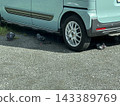 Pigeon resting place ☆mar_lapin 143389769