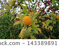 Bitter Orange Fruits Ripening Green To Gold On A Branch Bitter Orange Fruits Ripening Green To Gold On A Branch 143389891