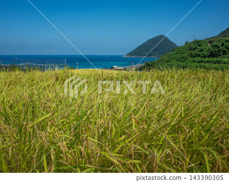 俯瞰大海的稻田，金色的稻穗，典型的日本鄉村景色。 143390305