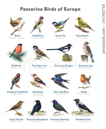European passerine bird identification chart with common songbirds, watercolor illustration bird chart for nature education, wildlife guides, field guides, classroom materials, educational publishing 143390750