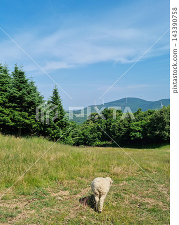 This is the back of a baby sheep in a sheep ranch. 143390758