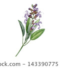 Common sage Salvia officinalis medicinal plant watercolor illustration isolated on background. Hand painted sage apothecary herb for herbal branding, packaging, labels, tea, cosmetics and stationery 143390775