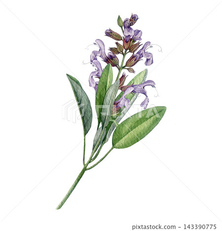 Common sage Salvia officinalis medicinal plant watercolor illustration isolated on background. Hand painted sage apothecary herb for herbal branding, packaging, labels, tea, cosmetics and stationery Common sage Salvia officinalis medicinal plant watercolor illustration isolated on background. Hand painted sage apothecary herb for herbal branding, packaging, labels, tea, cosmetics and stationery 143390775