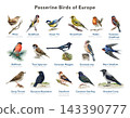 European passerine bird identification chart with common songbirds, watercolor illustration bird chart. 143390777