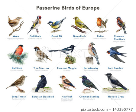 European passerine bird identification chart with common songbirds, watercolor illustration bird chart. European passerine bird identification chart with common songbirds, watercolor illustration bird chart. 143390777