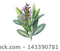 Watercolor sage sprig element with purple blossoms and silvery green leaves isolated on white background. Hand painted botanical illustration for packaging, labels, menus and herbal products 143390781
