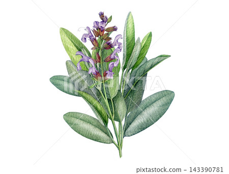 Watercolor sage sprig element with purple blossoms and silvery green leaves isolated on white background. Hand painted botanical illustration for packaging, labels, menus and herbal products Watercolor sage sprig element with purple blossoms and silvery green leaves isolated on white background. Hand painted botanical illustration for packaging, labels, menus and herbal products 143390781