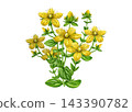 Watercolor St. Johns wort with yellow flowers, leaves isolated on white background. Hand painted hypericum medicinal herb illustration for wellness packaging, apothecary labels and botanical projects 143390782