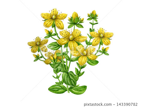 Watercolor St. Johns wort with yellow flowers, leaves isolated on white background. Hand painted hypericum medicinal herb illustration for wellness packaging, apothecary labels and botanical projects Watercolor St. Johns wort with yellow flowers, leaves isolated on white background. Hand painted hypericum medicinal herb illustration for wellness packaging, apothecary labels and botanical projects 143390782