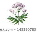 Valerian medicinal plant with pink blossoms isolated on white background. Hand painted watercolor botanical illustration for herbal packaging, apothecary labels, tea products and wellness design 143390783