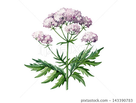 Valerian medicinal plant with pink blossoms isolated on white background. Hand painted watercolor botanical illustration for herbal packaging, apothecary labels, tea products and wellness design Valerian medicinal plant with pink blossoms isolated on white background. Hand painted watercolor botanical illustration for herbal packaging, apothecary labels, tea products and wellness design 143390783