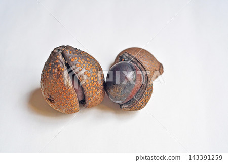 Horse chestnut fruit (Autumn, October) Horse chestnut fruit (Autumn, October) 143391259