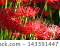 Clusters of spider lilies in Kinchakuda after the rain 143391447
