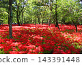 Kinchakuda Red Spider Lily Park after the rain 143391448