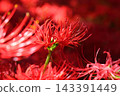 Clusters of spider lilies in Kinchakuda after the rain 143391449