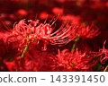 Clusters of spider lilies in Kinchakuda after the rain 143391450