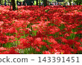 Kinchakuda Red Spider Lily Park after the rain 143391451