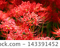 Clusters of spider lilies in Kinchakuda after the rain 143391452