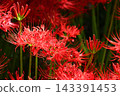 Clusters of spider lilies in Kinchakuda after the rain 143391453