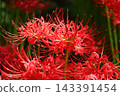Clusters of spider lilies in Kinchakuda after the rain 143391454